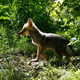 A 7-week-old Mexican gray wolf puppy.